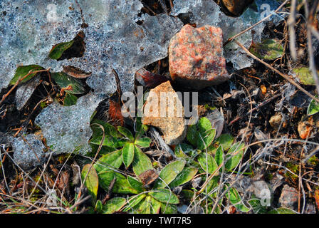 New green leaves of first spring plant and pink stones covered with melting ice, natural background top view Stock Photo