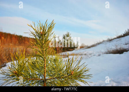 Green small pine tree on background landscape with snowy hill, forest and blue sky Stock Photo