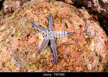 Blue starfish on rock, Phataria unifascialis, Galápagos Islands, Ecuador, South America. Stock Photo