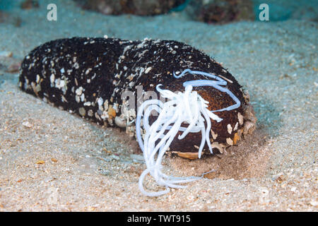 This sea cucumber, Bohadschia paradoxa, has ejected a part of it’s internal organs called Cuvierian tubules. These significantly sticky strings are a Stock Photo
