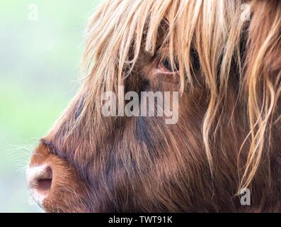 A close up photo of a Highland Cow Stock Photo - Alamy