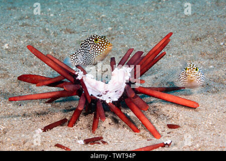 These two, male and female, endemic Hawaiian whitespotted toby, Canthigaster jactator, are picking the last morsels from a slate pencil sea urchin tha Stock Photo