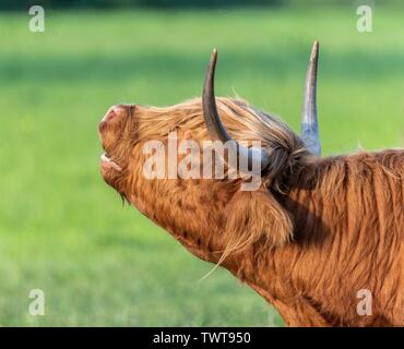 A close up photo of a Highland Cow Stock Photo