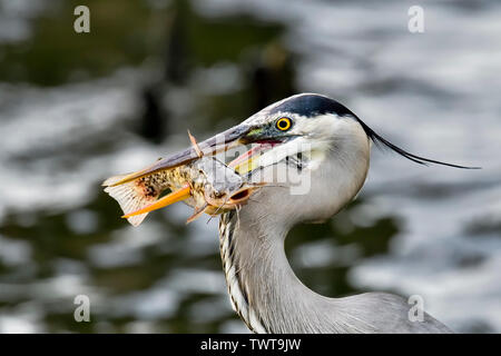 Breakfast is served for the Great Blue Heron Stock Photo