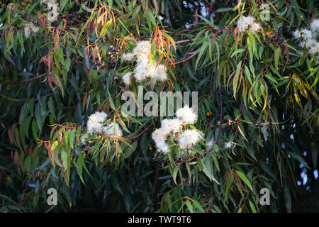 Australian native eucalyptus flowering gum in morning sun Stock Photo