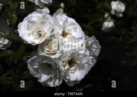 Rosa Iceberg 'Korbin' (F) floribunda rose heads in bloom during summer daytime Stock Photo