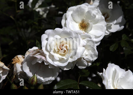 Rosa Iceberg 'Korbin' (F) floribunda rose heads in bloom during summer daytime Stock Photo