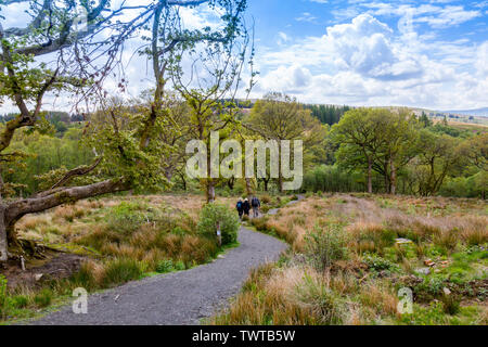 Walkers on the Four Waterfalls Walk pass through huge areas of felled woodland in the Brecon Beacons National Park, Powys, Wales,UK Stock Photo