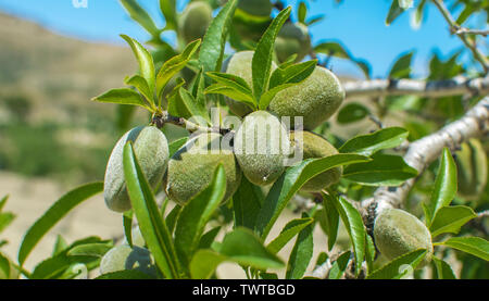 Close up view of almond's nuts hanging on almond tree. Almongs trees in Murcia, Spain, 2019. Spanish agriculture field. Close-up macro view of almond. Stock Photo