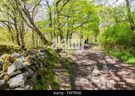 The Four Waterfalls Walk in the Brecon Beacons National Park takes you through ancient woodlands on well-mainitained paths Powys, Wales, UK Stock Photo