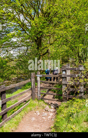 Woodland path alongside the Afon Mellte on the Four Waterfalls Walk in the Brecon Beacons National Park, Powys, Wales, UK Stock Photo