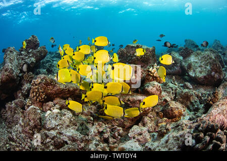 Schooling milletseed butterflyfish, Chaetodon miliaris, endemic. Hawaii. Stock Photo