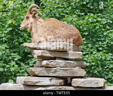 One goat resting on a stack of flat rocks Stock Photo