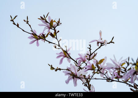 Magnolia (stellata rosea) flowers in bloom on branch against a featureless grey-blue sky; landscape format. Stock Photo