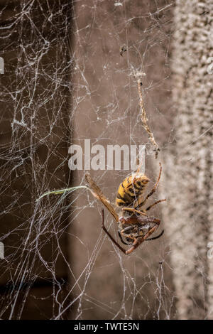 Dead wasp hanging in damaged spider's web, in sunlighht against blurred stone background; portrait format. Stock Photo