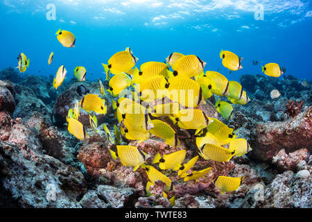 Schooling milletseed butterflyfish, Chaetodon miliaris, endemic. Hawaii. Stock Photo