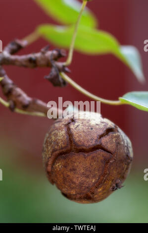 Dry, shriveled pear with cracked skinautumn, still on the tree, with leaves, against a blurred background. Stock Photo