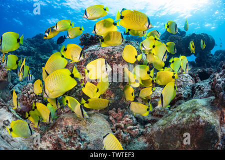 Schooling milletseed butterflyfish, Chaetodon miliaris, endemic. Hawaii. Stock Photo