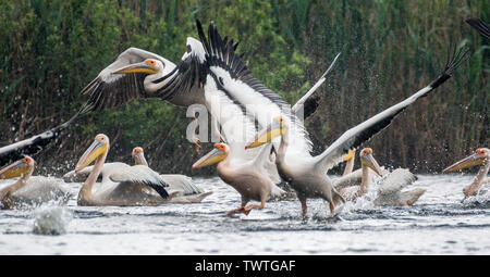 Isolated close up of white pelican flock taking off in the rain at the Danube Delta Romania Stock Photo