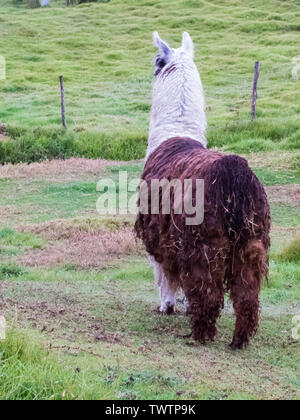 Llama also called alpaca on a green field at the Colombian mountains close to Bogota Stock Photo