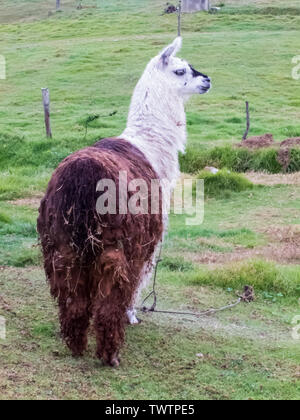 Llama also called alpaca on a green field at the Colombian mountains close to Bogota Stock Photo