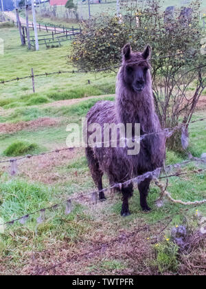 Llama also called alpaca on a green field at the Colombian mountains close to Bogota Stock Photo