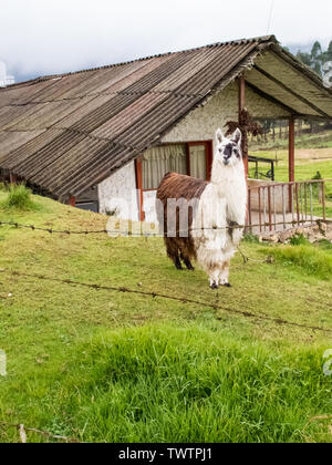 Llama also called alpaca on a green field at the Colombian mountains close to Bogota Stock Photo