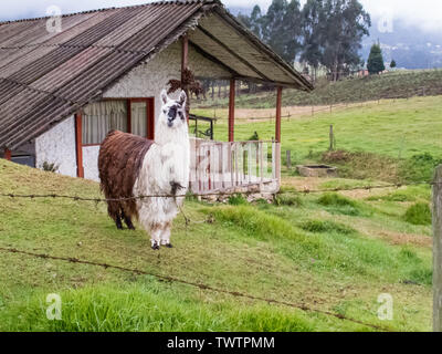 Llama also called alpaca on a green field at the Colombian mountains close to Bogota Stock Photo