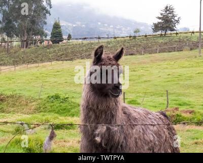 Llama also called alpaca on a green field at the Colombian mountains close to Bogota Stock Photo