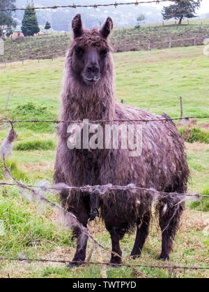 Llama also called alpaca on a green field at the Colombian mountains close to Bogota Stock Photo