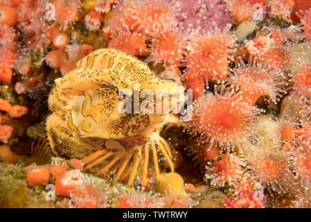 A grunt sculpin, Rhamphocottus richardsonii, on strawberry anemones, Corynactis californica, British Columbia, Canada. Stock Photo