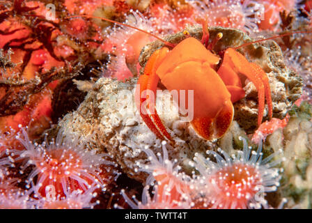 This orange hermit crab, Elassochirus gilli, is surrounded by strawberry anemones, Corynactis californica, Campbell River, British Columbia, Canada. Stock Photo