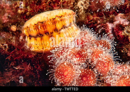 A swimming scallop, Chlamys hastata, and strawberry anemones, Corynactis californica, Campbell River, British Columbia, Canada. Stock Photo