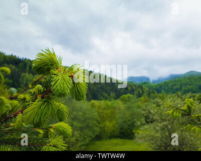 Close up of fir branches with young sprouts buds over the spring mountain background. Coniferous forest on the hills. Fresh green tones landscape. Stock Photo