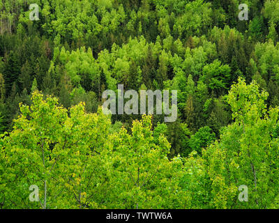 Spring forest texture with different shades of green. Lot of trees on the mountain hill as a pattern. Wild nature landscape, fresh background. Stock Photo