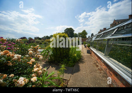 A Disabled woman in an electric wheelchair in th Elizabethan walled garden enjoying the summer flowers in front of the greenhouse at Burton Agnes Hall Stock Photo