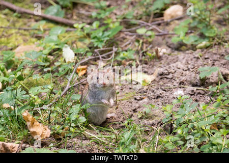 Striped field mouse sitting on fallen tree in park in autumn. Cute little common rodent animal in wildlife Stock Photo