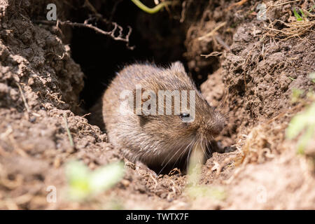 Striped field mouse sitting on fallen tree in park in autumn. Cute little common rodent animal in wildlife Stock Photo