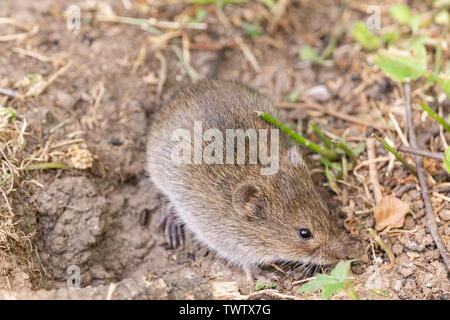 Striped field mouse sitting on fallen tree in park in autumn. Cute little common rodent animal in wildlife Stock Photo