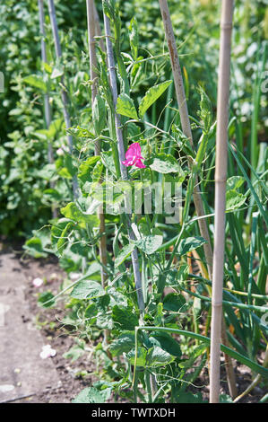 Sweet peas (Lathyrus odoratus) growing up bamboo canes in a cottage garden. Stock Photo