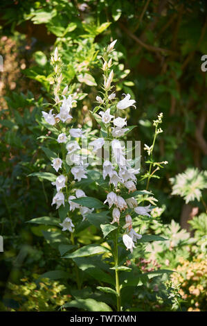 Herbaceous border containing (Campanula lactiflora) Bell flowers