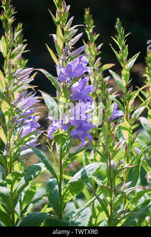Herbaceous border containing (Campanula lactiflora) Bell flowers Stock Photo