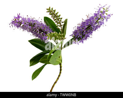 Violet flowers and evergreen foliage of the hardy shrub Hebe 'Midsummer Beauty' on a white background Stock Photo
