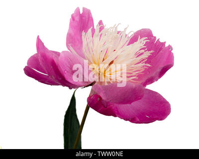 White centred pink peony, Paeonia 'Bowl of Beauty' flower on a white background Stock Photo