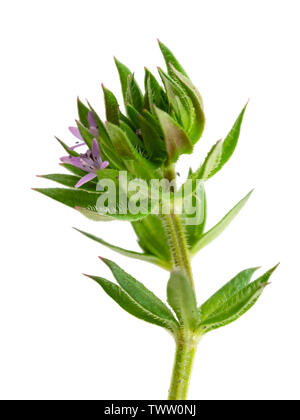 Small creeping stem and tiny lilac flowers of the UK annual wildflower, field madder, Sherardia arvensis, on a white background Stock Photo