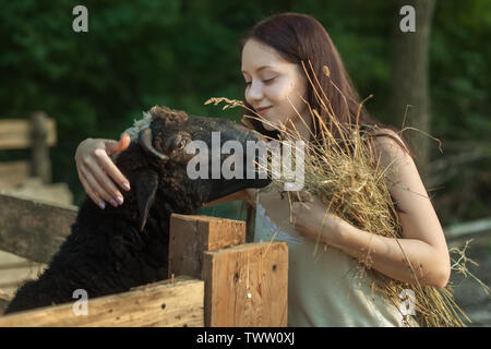 Young peasant woman is engaged in farming on the ranch. She feeds sheep with hay. Stock Photo