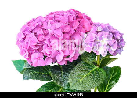 Pink purple hydrangea flower in flower pot on white background Stock Photo