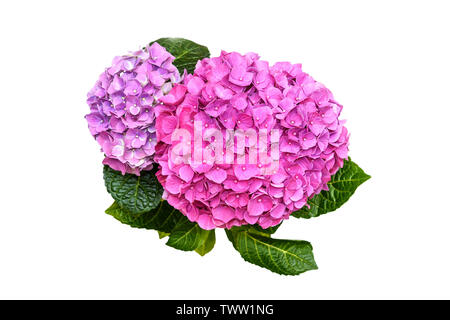 Pink purple hydrangea flower in flower pot on white background Stock Photo