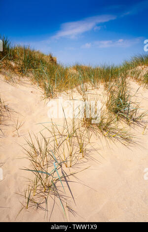 Marram grass, Ammophila, sand dunes, Ainsdale National Nature Reserve, UK Stock Photo