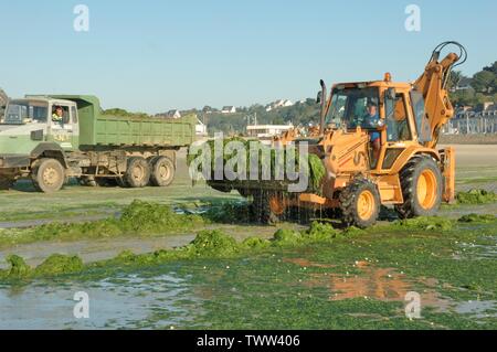 Algues vertes Beach invades green sea-weed Stock Photo